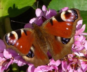 Peacock butterfly