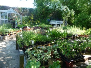 The Nursery in Spring