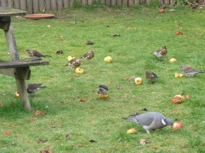 Fieldfares eating apples
