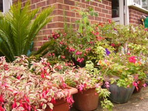 Assortment of Fuchsias