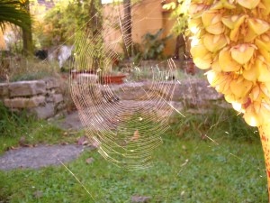 Beautiful Autumn cobwebs