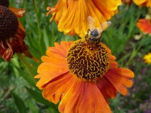 Bee on Helenium flower