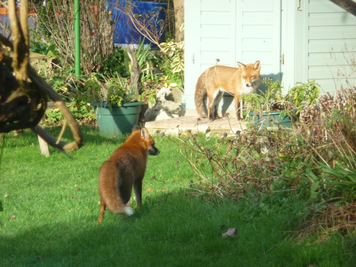2 fox visitors for the day.