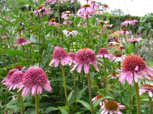 Echinacea Razzmatazz